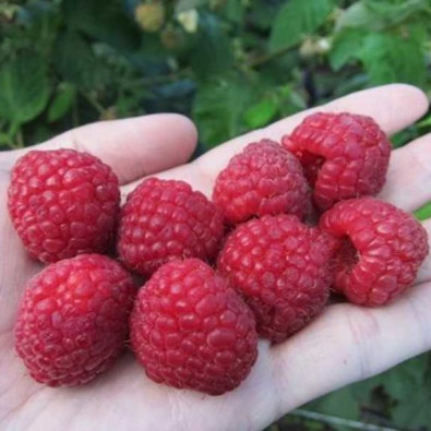 oktaviya2-768x576 oktaviya2-768x576